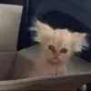 charles._.angels