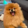 verycooldudesers