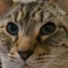 tabiosthemalemodel