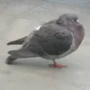 burntchickenhawks