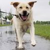 stevetheyellowlab