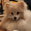 sweetarciu