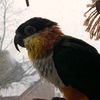 mikeythecaique