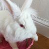 angel.the.bunny