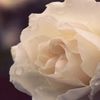 khalid_alaami