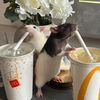 diana_daal9