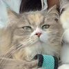 jemima.mizzi