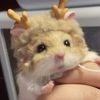 nishimurarikii