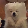 nowickagata