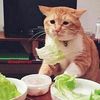 wisedinogamer14