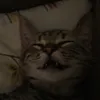 kattenfrassi