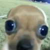 naiarabrenda_