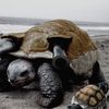 tankturtle0