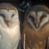 ilovebirds2014