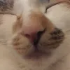 lily.the.silly7024