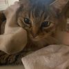 heheilovemycat
