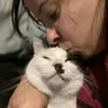 cookiethecowcat