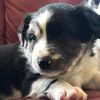 peppersdog