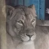 welsh_lioness