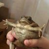 froggs.are.cool