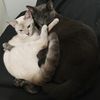 panduki_and_co