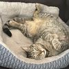 kittyshoppurr