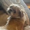 albertismypup