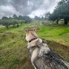 kiaraahuskyy