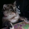 coolcat306