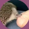 peepeepoopooismymotto