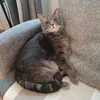 mimema