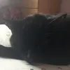 biscuit_bum