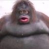 fockdjktorek