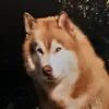 corsicahusky