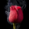 hildalidia8