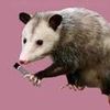 horrorpossum