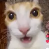 clarineteh