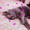 gigian_lea