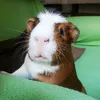 animaloskys