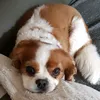 stephgeaubu