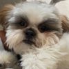 tomy1perritofeli