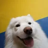 leowahhab