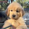 Eagleridge Goldens