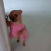 alexa_66i