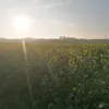 sim2424_