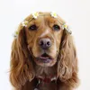 pawfect_penny