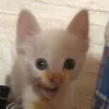miinnchho