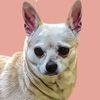 latinachihuahua