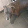 dogman.24