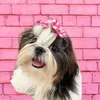 petmalushihtzu